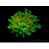WYSIWYG - Euphyllia glabrescens ULTRA Tiger Torch (Mariculture acclimaté sous LED) 7