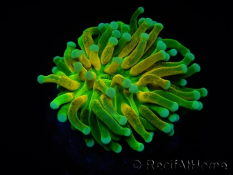 WYSIWYG - Euphyllia glabrescens ULTRA Tiger Torch (Mariculture acclimaté sous LED) 7