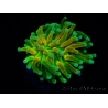WYSIWYG - Euphyllia glabrescens ULTRA Tiger Torch (Mariculture acclimaté sous LED) 7
