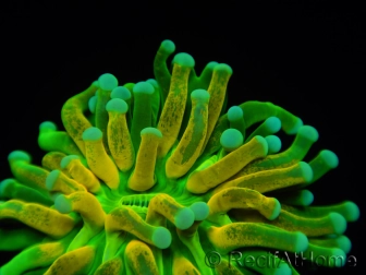 WYSIWYG - Euphyllia glabrescens ULTRA Tiger Torch (Mariculture acclimaté sous LED) 7