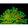 WYSIWYG - Euphyllia glabrescens ULTRA Tiger Torch (Mariculture acclimaté sous LED) 7