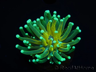 WYSIWYG - Euphyllia glabrescens ULTRA Tiger Torch (Mariculture acclimaté sous LED) 2