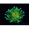 WYSIWYG - Euphyllia glabrescens ULTRA Tiger Torch (Mariculture acclimaté sous LED) 2