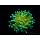 WYSIWYG - Euphyllia glabrescens ULTRA Tiger Torch (Mariculture acclimaté sous LED) 3