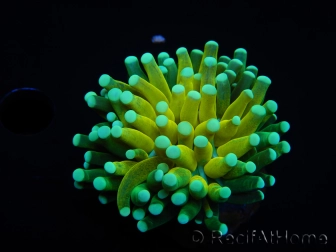 WYSIWYG - Euphyllia glabrescens ULTRA Tiger Torch (Mariculture acclimaté sous LED) 3