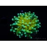 WYSIWYG - Euphyllia glabrescens ULTRA Tiger Torch (Mariculture acclimaté sous LED) 3