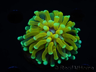 WYSIWYG - Euphyllia glabrescens ULTRA Tiger Torch (Mariculture acclimaté sous LED) 6
