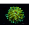 WYSIWYG - Euphyllia glabrescens ULTRA Tiger Torch (Mariculture acclimaté sous LED) 6