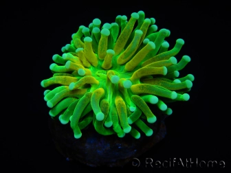WYSIWYG - Euphyllia glabrescens ULTRA Tiger Torch (Mariculture acclimaté sous LED) 7