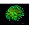 WYSIWYG - Euphyllia glabrescens ULTRA Tiger Torch (Mariculture acclimaté sous LED) 7