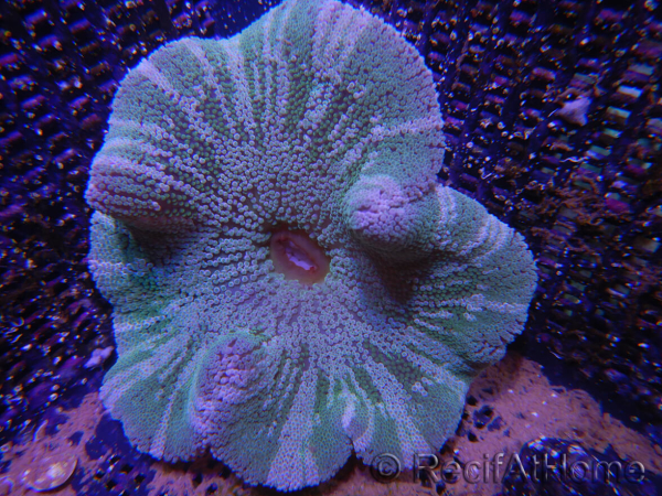 WYSIWYG Stichodactyla haddoni (11 cm)