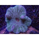 WYSIWYG Stichodactyla haddoni (11 cm)