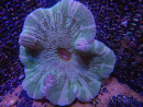 WYSIWYG Stichodactyla haddoni (11 cm)
