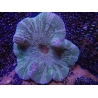 WYSIWYG Stichodactyla haddoni (11 cm)
