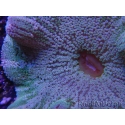 WYSIWYG Stichodactyla haddoni (11 cm)