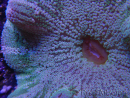 WYSIWYG Stichodactyla haddoni (11 cm)