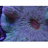 WYSIWYG Stichodactyla haddoni (11 cm)