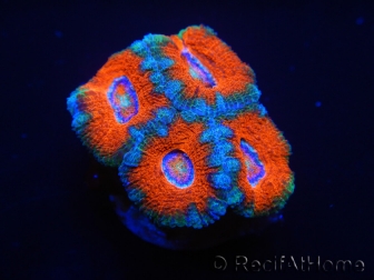 WYSIWYG Micromussa lordhowensis (ex Acanthastrea) 6A5
