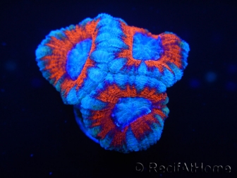 WYSIWYG Micromussa lordhowensis (ex Acanthastrea) 6D1