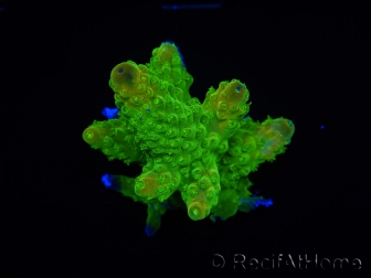 WYSIWYG RAH Toxic Green Acropora humilis 5P3