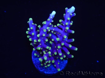 WYSIWYG RAH Acropora carduus Red Dragon 5V2
