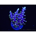 WYSIWYG RAH Acropora carduus Red Dragon 5V2