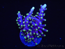 WYSIWYG RAH Acropora carduus Red Dragon 5V2