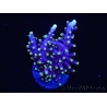 WYSIWYG RAH Acropora carduus Red Dragon 5V2