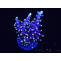 WYSIWYG RAH Acropora carduus Red Dragon 5V2