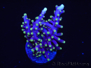 WYSIWYG RAH Acropora carduus Red Dragon 5V2