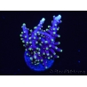 WYSIWYG RAH Acropora carduus Red Dragon 5V2