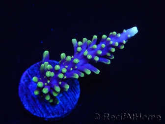 WYSIWYG RAH Acropora carduus Red Dragon 5V3