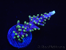 WYSIWYG RAH Acropora carduus Red Dragon 5V3