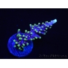 WYSIWYG RAH Acropora carduus Red Dragon 5V3