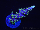 WYSIWYG RAH Acropora carduus Red Dragon 5V3