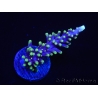 WYSIWYG RAH Acropora carduus Red Dragon 5V3