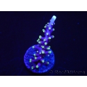 WYSIWYG RAH Acropora carduus Red Dragon 5V4