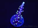 WYSIWYG RAH Acropora carduus Red Dragon 5V4