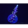 WYSIWYG RAH Acropora carduus Red Dragon 5V4
