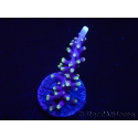 WYSIWYG RAH Acropora carduus Red Dragon 5V4
