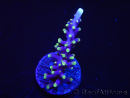 WYSIWYG RAH Acropora carduus Red Dragon 5V4