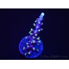 WYSIWYG RAH Acropora carduus Red Dragon 5V4