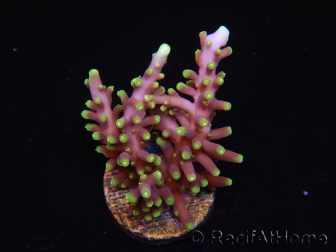WYSIWYG RAH Acropora carduus Red Dragon 5V2