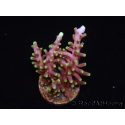 WYSIWYG RAH Acropora carduus Red Dragon 5V2