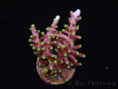 WYSIWYG RAH Acropora carduus Red Dragon 5V2