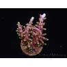 WYSIWYG RAH Acropora carduus Red Dragon 5V2