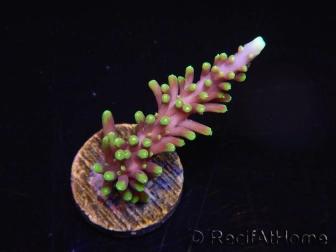 WYSIWYG RAH Acropora carduus Red Dragon 5V3