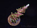 WYSIWYG RAH Acropora carduus Red Dragon 5V3