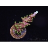 WYSIWYG RAH Acropora carduus Red Dragon 5V3