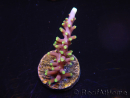 WYSIWYG RAH Acropora carduus Red Dragon 5V4